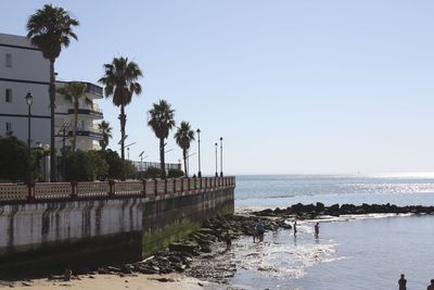 Palm trees by sea against clear sky