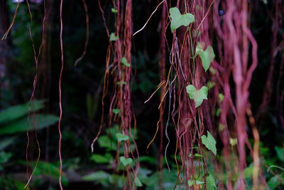 Close-up of fresh plants against blurred background