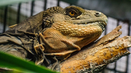 Close-up of a lizard