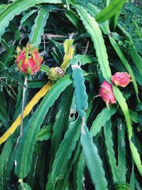 Close-up of plants