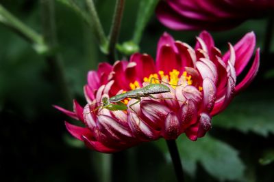 Close-up of mantic on pink flower