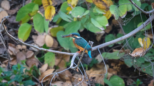 Close-up of bird perching on branch