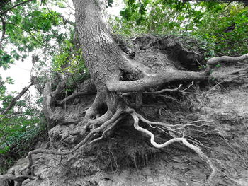 Dead tree on landscape