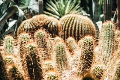 Close-up of cactus growing on field