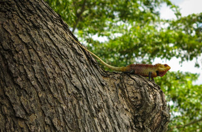 Close-up of lizard on tree trunk