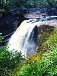 Stream flowing through forest