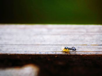 Close-up of insect on wood