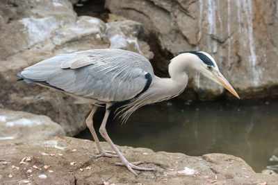 High angle view of gray heron on rock