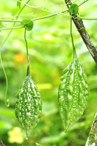 Close-up of water drops on plant