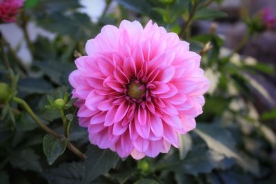 Close-up of pink flower