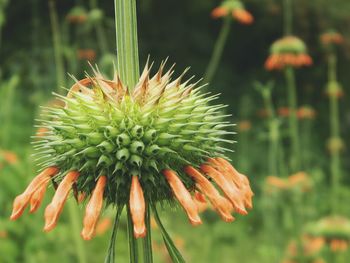 Close up of a plant