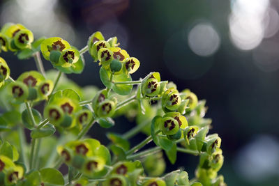 Close-up of succulent plant