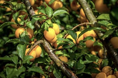 Close-up of fruits growing on tree