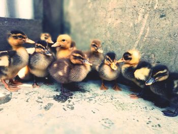 Close-up of birds in park