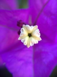 Close-up of pink flower