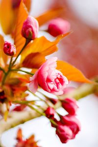Close-up of pink flower