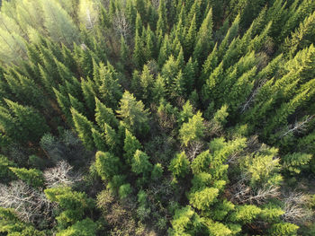 High angle view of pine tree in forest
