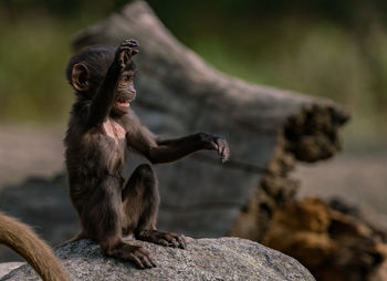 Close-up of monkey sitting on rock