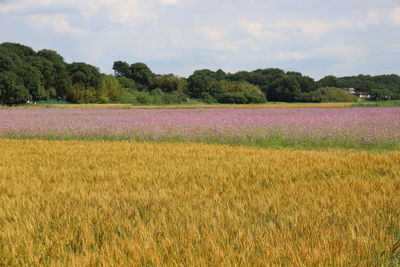 Scenic view of field against sky