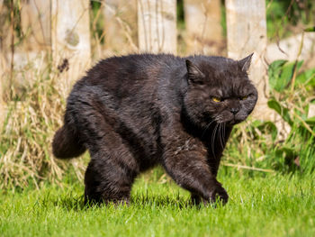 Close-up of cat on grassy field