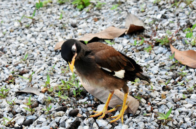 High angle view of bird on rock