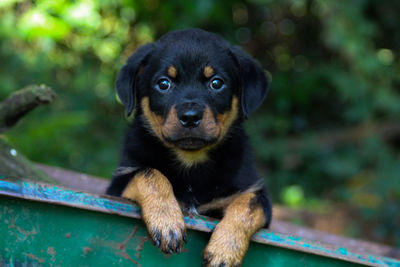 Portrait of puppy