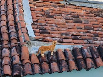 Cat on roof tiles