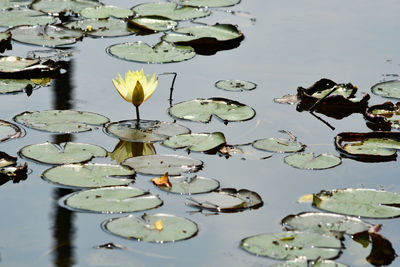 Lotus water lily in lake