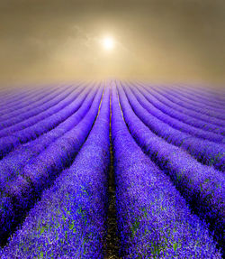 Rows of lavender fields on a foggy sunrise