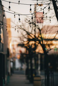 Lights hanging on city sidewalk.