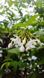 Close-up of white flowers blooming on tree