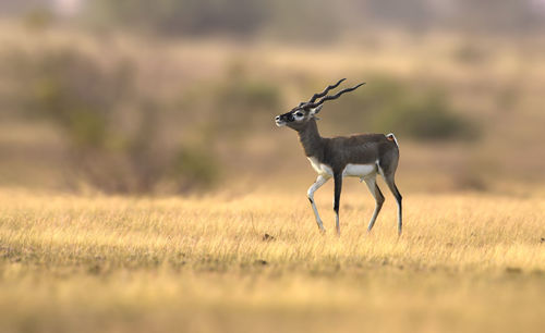 Deer standing on field