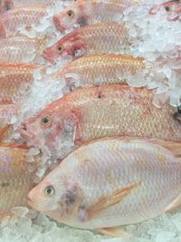 Close-up of fish for sale in market