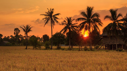 Scenic view of palm trees on field against sky at sunset