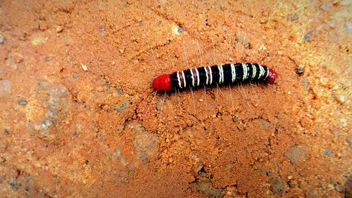 High angle view of snake