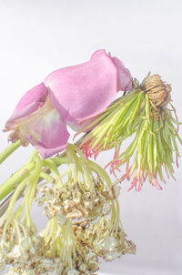 Close-up of wilted flower vase against white background