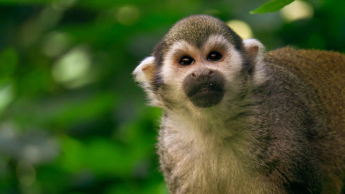 Close-up of meerkat on field