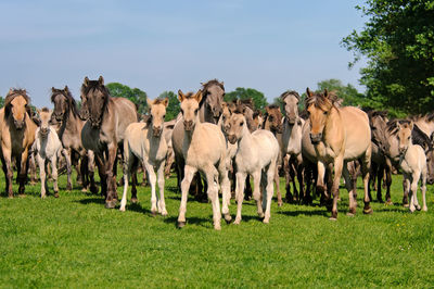 Horses on field against sky