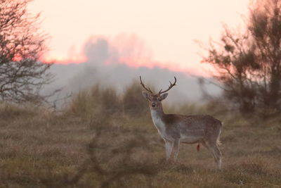 Deer standing in a field