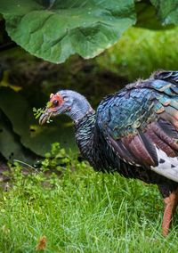 Close-up of a bird on grass