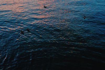 High angle view of swan swimming in lake