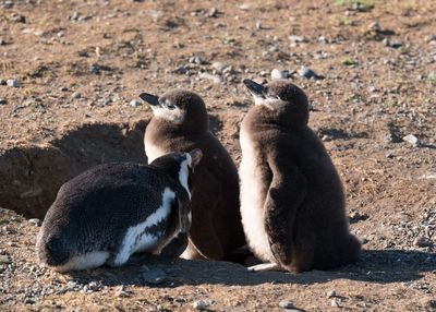 Close-up of penguins on rock