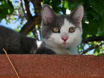 Close-up portrait of a cat