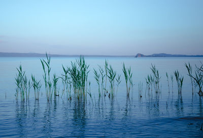 Scenic view of sea against clear blue sky