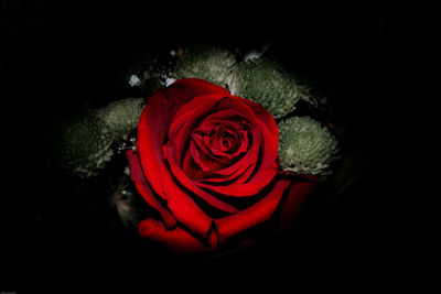 Close-up of red rose against black background