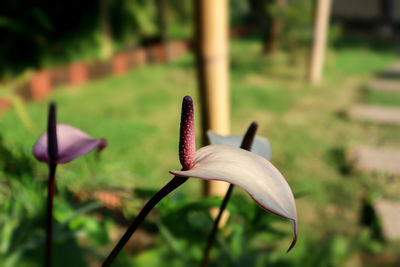 Close-up of purple flower