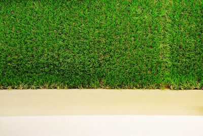 Close-up of fresh green field