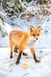 Close-up of fox standing on snow field