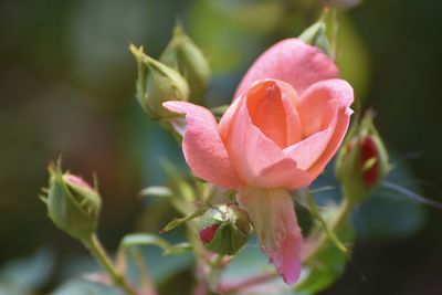 Close-up of pink rose