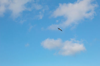 Low angle view of bird flying in sky